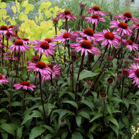 Echinacea fotografia 3