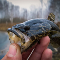 Foto von Rattanfisch 4