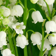 Photo d'un muguet