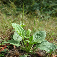 Plantain valokuva