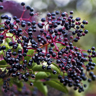 Φωτογραφία του Elderberry