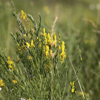 Foto gaspeldoorn kleurstof 2