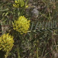 3 astragalus nuotrauka