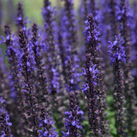 Hyssop photo