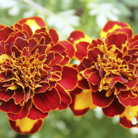 Photo of Marigold 3