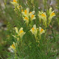 Photo of common flax 5