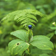 Photo de l'oeil du corbeau 3