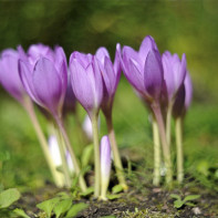 Colchicum fotka 3