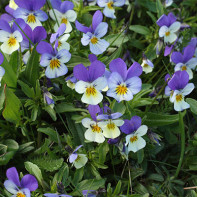 Foto de violeta tricolor 3