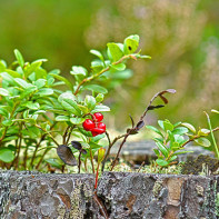 Fotografie cu frunze de lingonberry