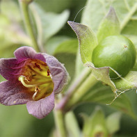 Zdjęcie trawy Belladonna 3