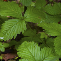 Foto aardbeibladeren 2