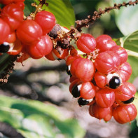 Foto Guarana