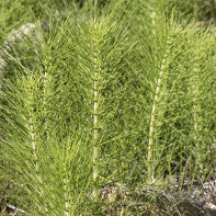 Φωτογραφία του Field Horsetail 2