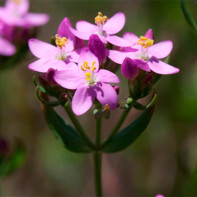 Φωτογραφία του centaury 3