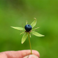 Foto del ojo del cuervo 5