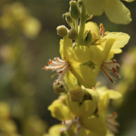 Foto cu iarba de mullein 4