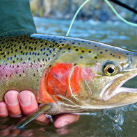 Photo trout 5