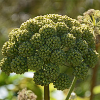 Angelica Foto