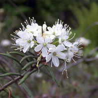 Fotoğraf marsh rosemary 4