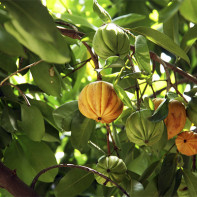 Garcinia Meyve Fotoğraf 3