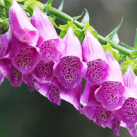 Digitalis photo 5