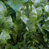 Photo horseradish leaves 5