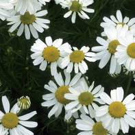 Foto chamomile 3