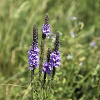 Nuotrauka verbena 2