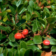 Fotoğraf bearberry 5