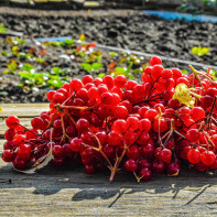 Foto viburnum vermell 2