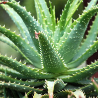 Aloe fotka