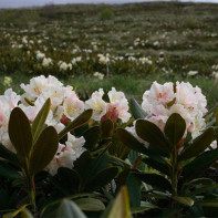 Fotografia kaukazského rododendrona 2