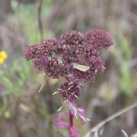 Photo of stonecrop 2