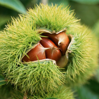 Foto de castanha comestível