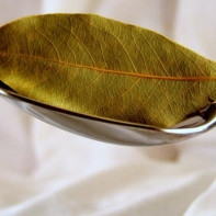 Photo of bay leaf 3