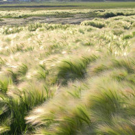 Foto van gesmeed gras 2