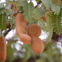 Fotografia fructului tamarind 5