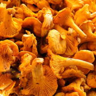 Cantharellus cibarius mantar fotoğraf 4