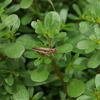 Foto Purslane 4