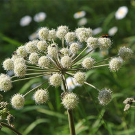 Angelica Foto 2