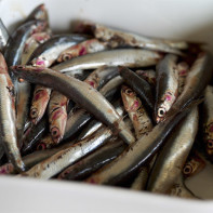 Photo anchovies 3