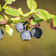 Photo de feuilles de bleuet 4