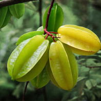 Larawan carambola 2