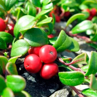 Photo bearberry 2