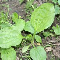 Photo of plantain 5