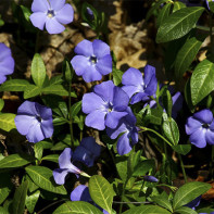 Fotografija periwinkle