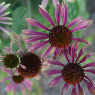 Echinacea fotka 4