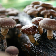 Photo Shiitake mushrooms