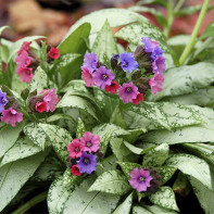 „Lungwort 2“ nuotrauka